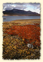 Fall colors on the tundra