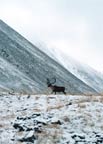 Caribou2
