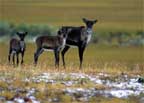Caribou8