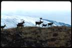 Caribou9