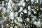 Cotton
