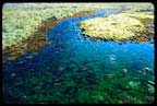 Moss