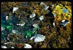 Moss2