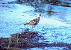 PectoralSandpiper2