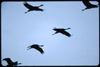 Sandhill Cranes