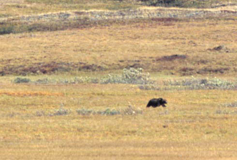 Bear