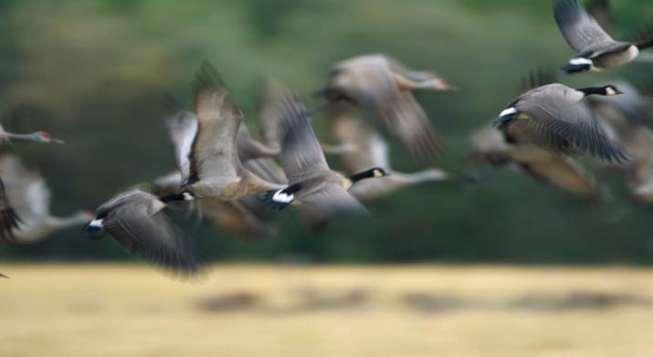 CanadaGeese1