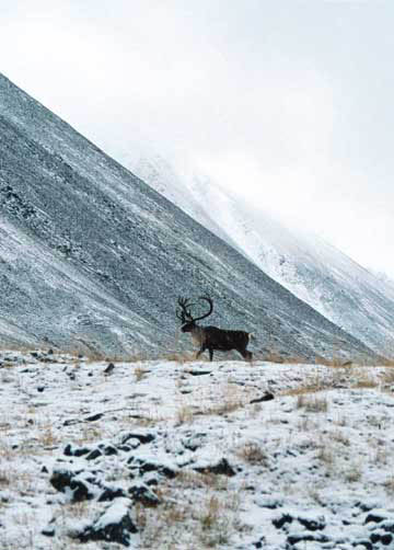 Caribou2