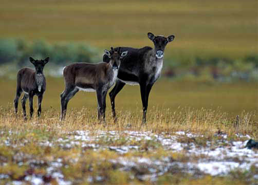 Caribou8