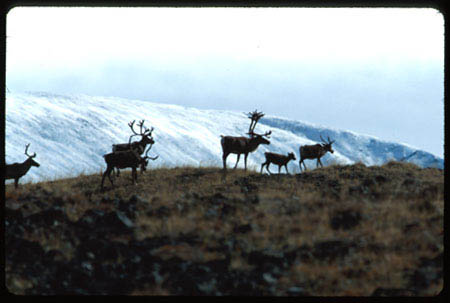 Caribou9