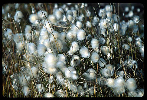 Cotton