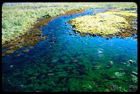 Moss