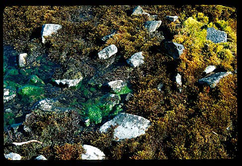 Moss2