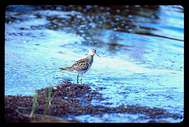 PectoralSandpiper2