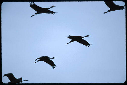 Sandhill Cranes