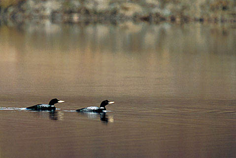 Yellow Billed loon